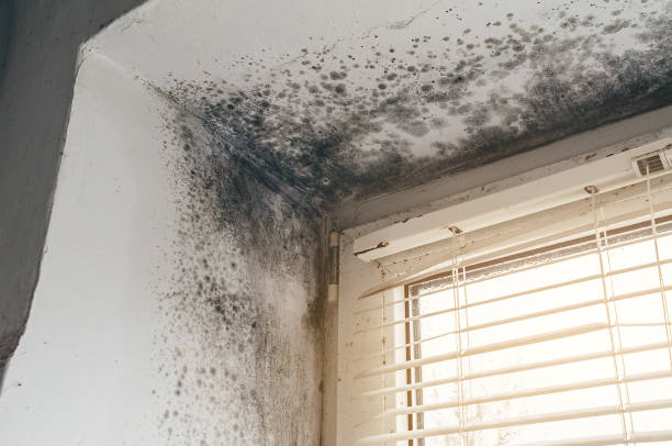 Affordable Black Mold Remediation solutions in Ashton, MD